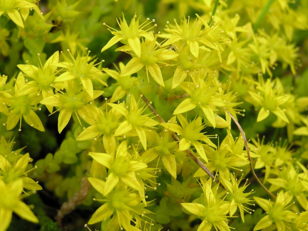 Обои картинки фото цветы