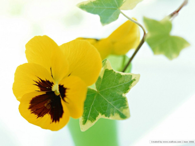 Обои картинки фото цветы, анютины, глазки, садовые, фиалки