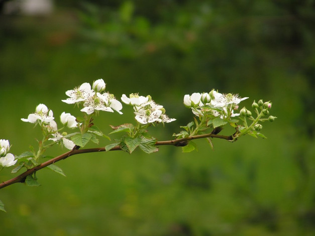 Обои картинки фото цветы, цветущие, деревья, кустарники