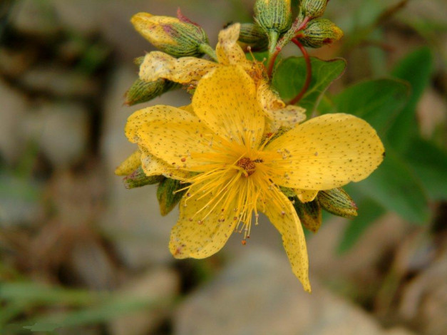 Обои картинки фото цветы, цветущие, деревья, кустарники