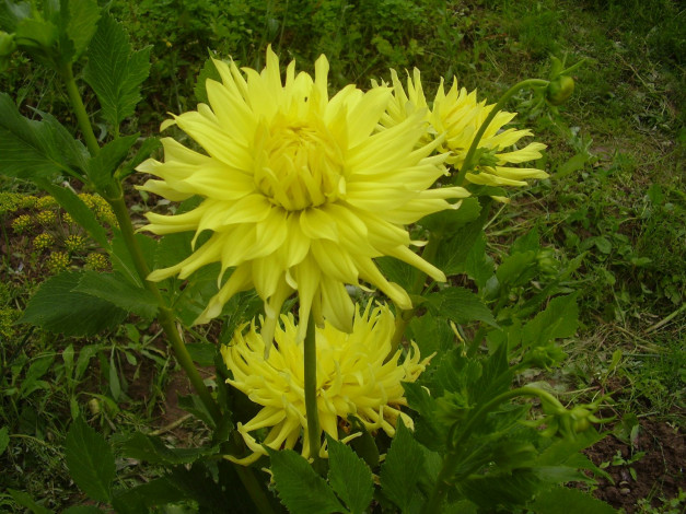 Обои картинки фото цветы, георгины