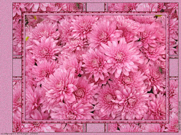 Обои картинки фото цветы, хризантемы