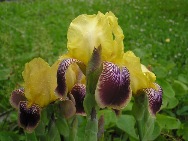 Обои картинки фото цветы, ирисы