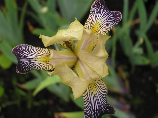 Обои картинки фото цветы, ирисы