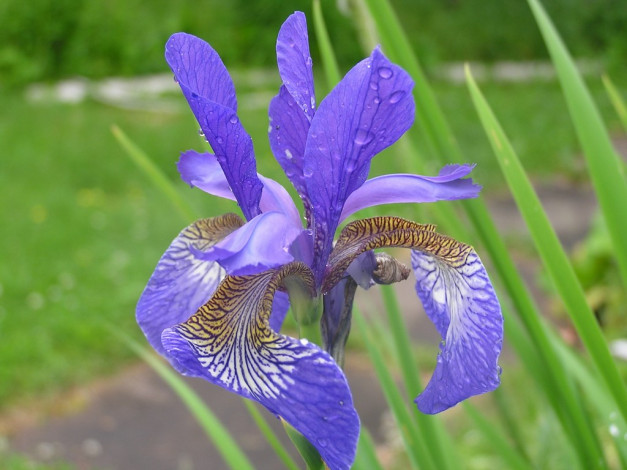 Обои картинки фото цветы, ирисы