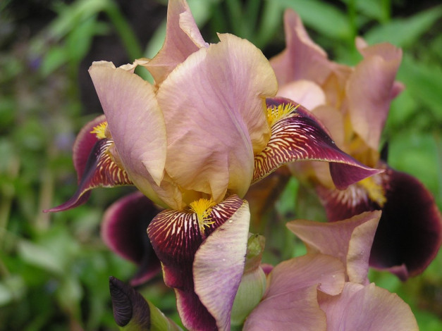 Обои картинки фото цветы, ирисы