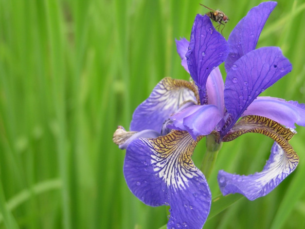 Обои картинки фото цветы, ирисы