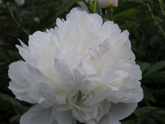 Обои картинки фото цветы, пионы