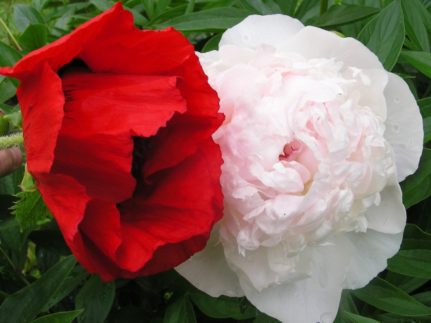 Обои картинки фото цветы, разные, вместе