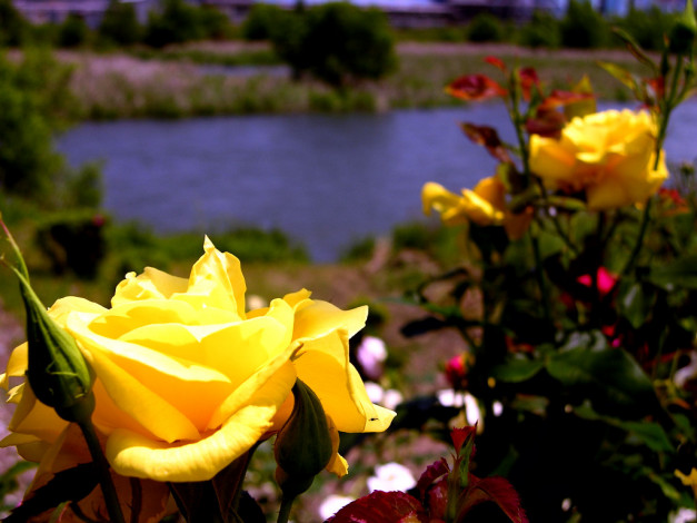 Обои картинки фото цветы, розы