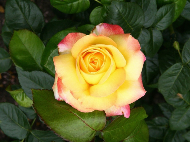 Обои картинки фото цветы, розы