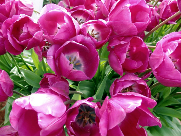 Обои картинки фото цветы, тюльпаны