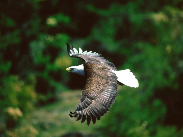 Обои картинки фото животные, птицы, хищники