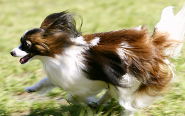 Обои картинки фото животные, собаки