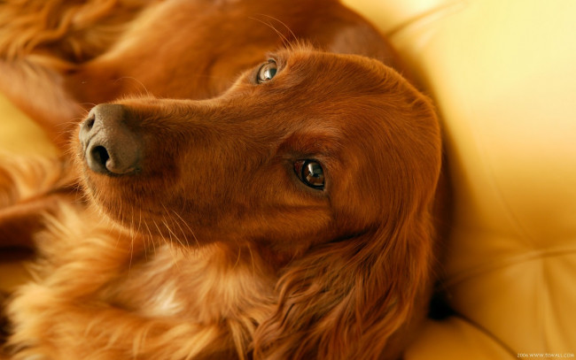 Обои картинки фото животные, собаки