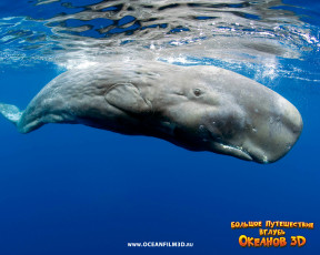 обоя oceanworld, 3d, кино, фильмы