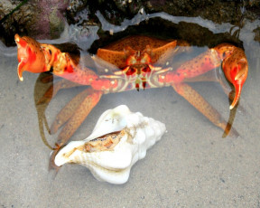 Картинка животные крабы раки