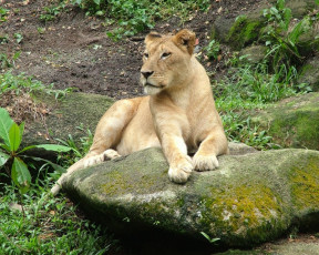 Картинка животные львы