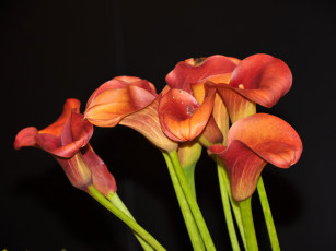 Картинка цветы каллы