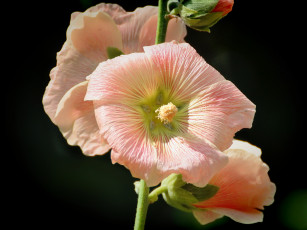 Картинка цветы мальвы