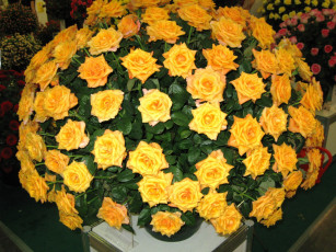 Картинка цветы розы