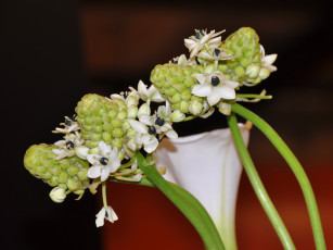 Картинка цветы скабиоза