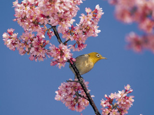 Картинка животные белоглазки