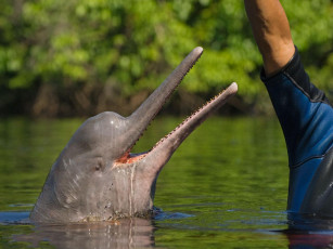 Картинка животные дельфины