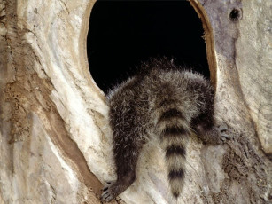 Картинка животные еноты