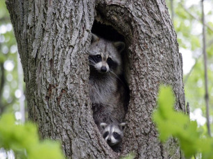 Картинка животные еноты