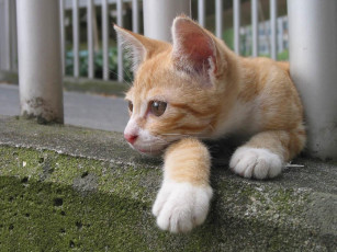 Картинка животные коты