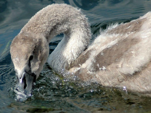 Картинка животные лебеди