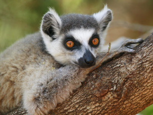 Картинка животные лемуры