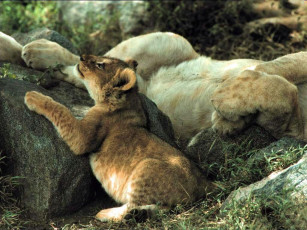 Картинка животные львы