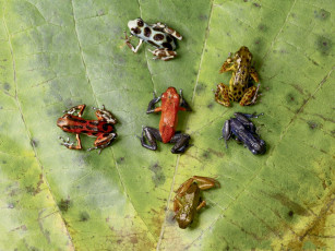 Картинка животные лягушки