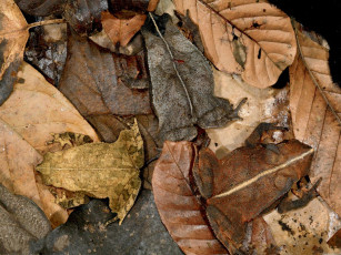 Картинка животные лягушки