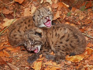 Картинка животные рыси