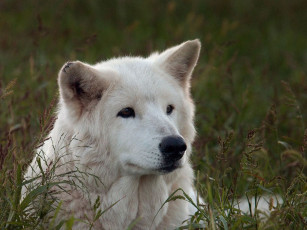 Картинка животные волки