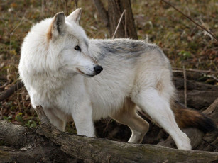 Картинка животные волки