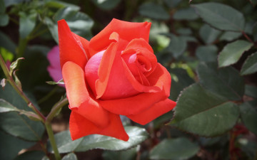 Картинка цветы розы