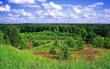 Картинка природа лес