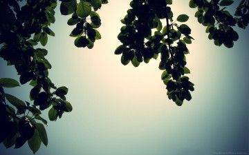 Картинка природа листья