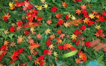 Картинка природа листья