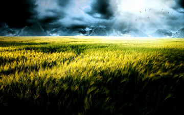 Картинка природа поля