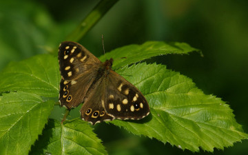 Картинка животные бабочки