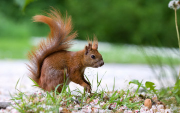 Картинка животные белки