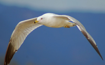 Картинка животные Чайки бакланы крачки