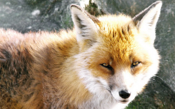 Картинка животные лисы