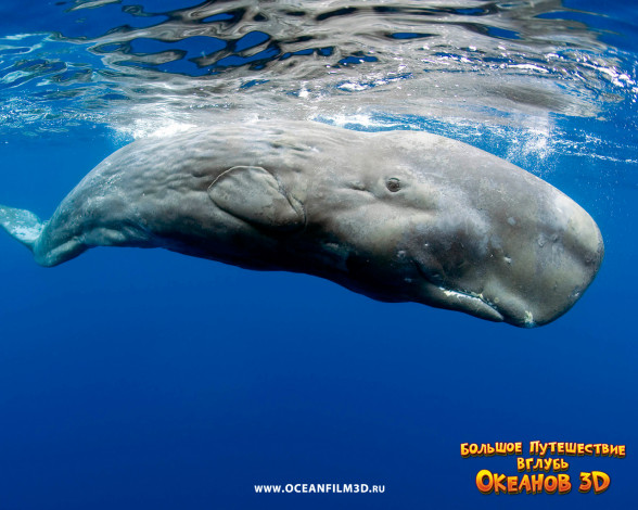 Обои картинки фото oceanworld, 3d, кино, фильмы