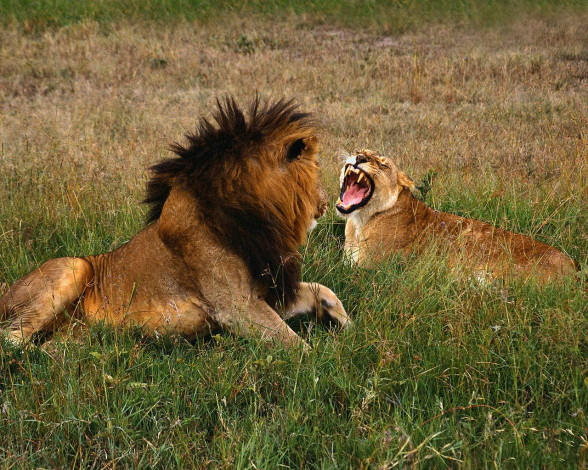 Обои картинки фото животные, львы